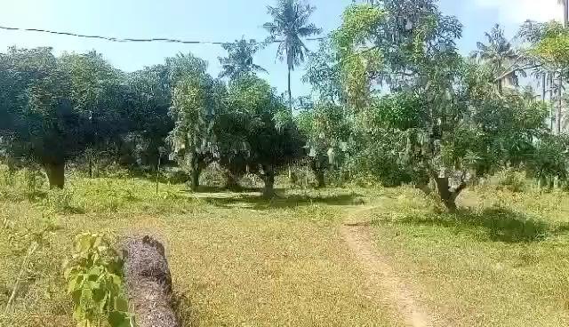 Mango Plantation Investment - Ubay, Bohol (15,000 sqm, Clean Title)